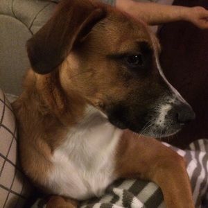 Meet your Posher, Perla